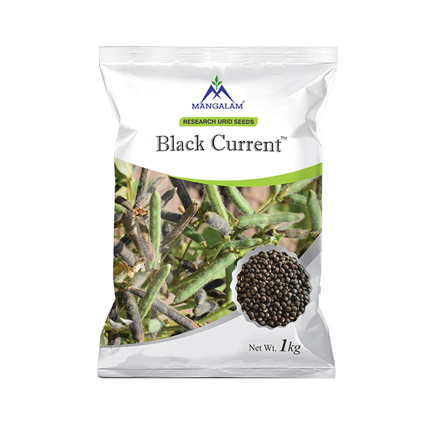 Black Current Research Urid